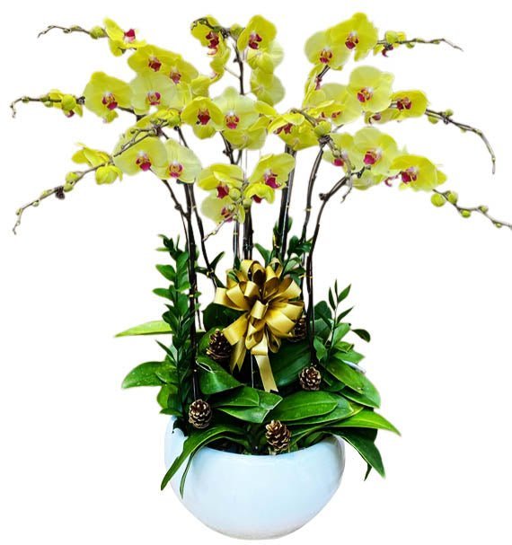 Ngọc Lan Khai Sáng