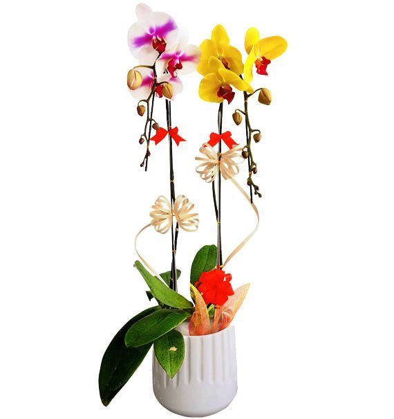 Ngọc Sắc Vàng Son