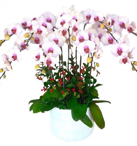 Ngọt Ngào Như Hồng