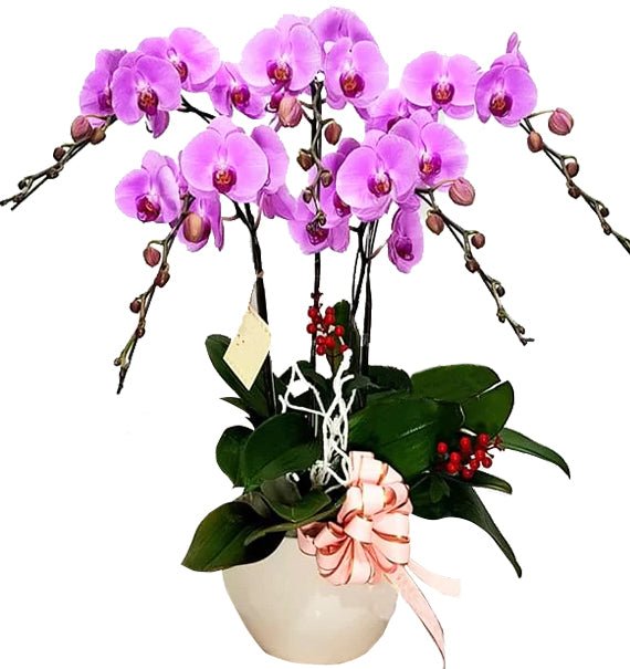 Ngũ Sắc Cát Tường