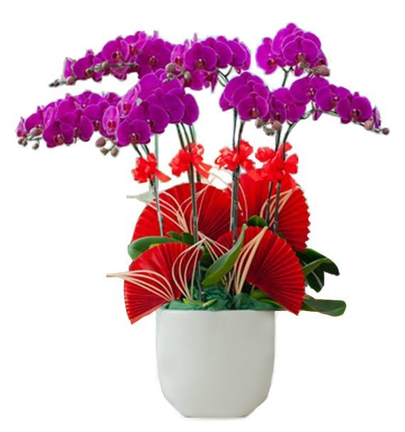 Như Tím Không Phai