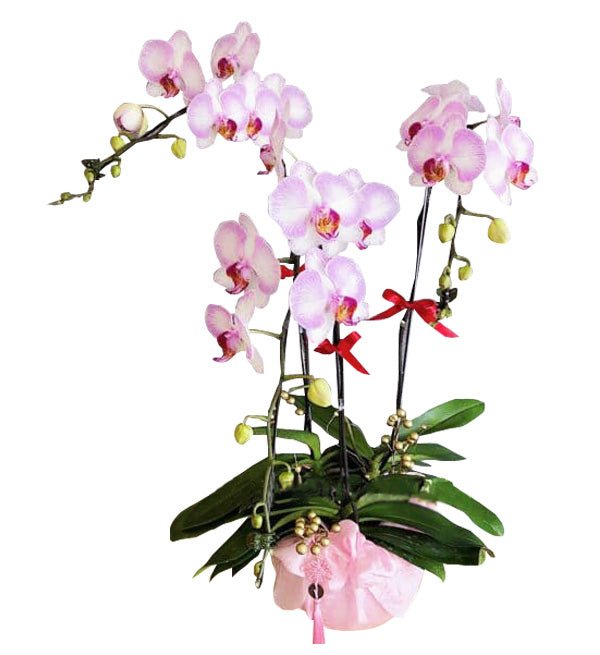 Nụ Cười Nhẹ Nhàng