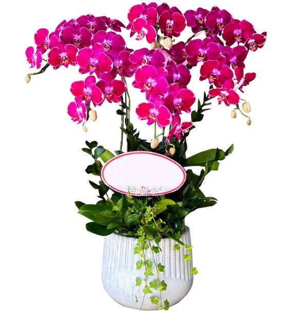 Nụ Hoa Ngập Lộc