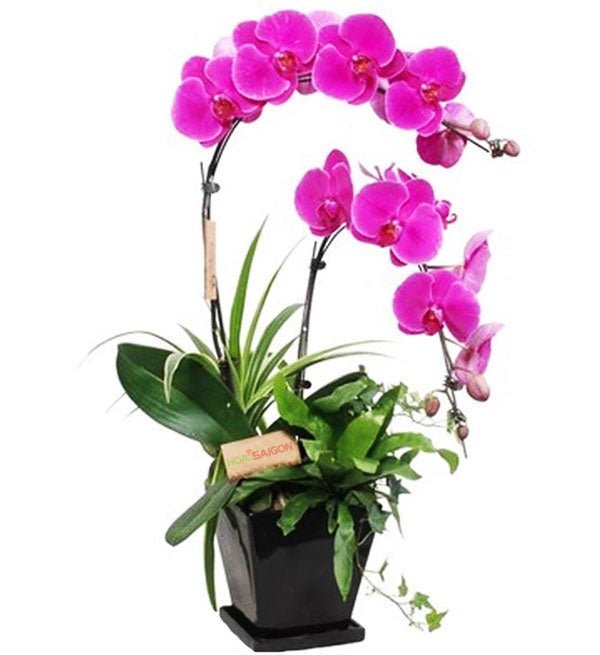 Phát Sắc Hồng Hoa