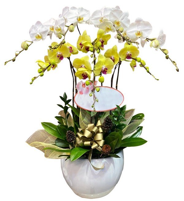 Phát Sắc Xuân Hồng