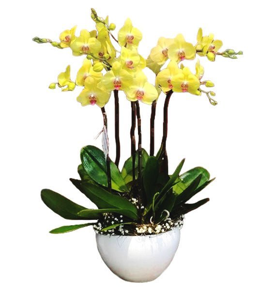 Phúc Lộc Tề Gia