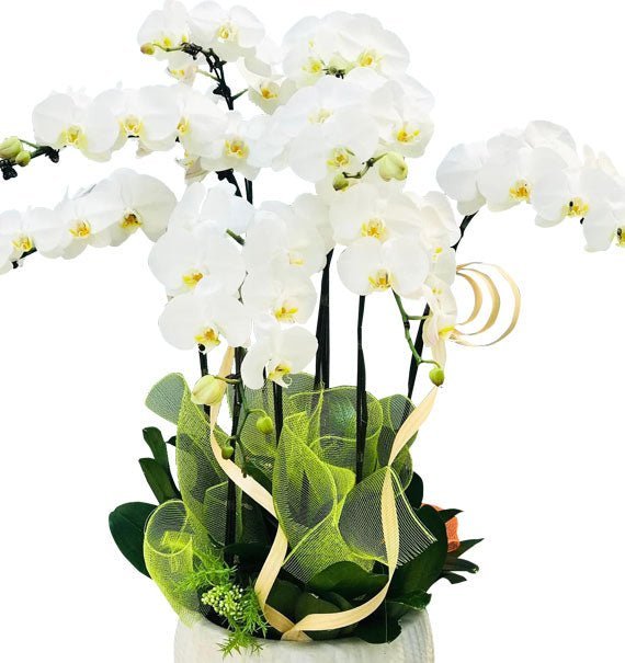 Phúc Vận Vẹn Toàn