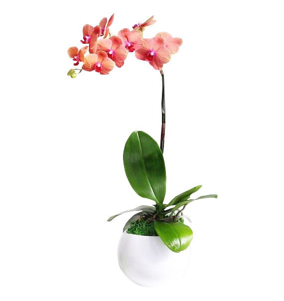 Rực Sáng Thanh Xuân