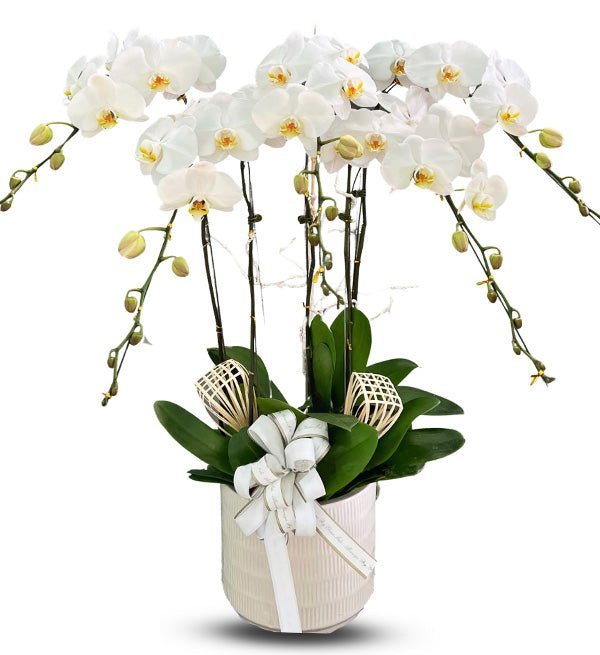 Sắc Hoa Độc Nhất