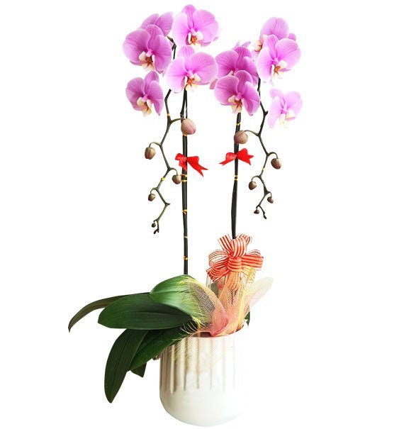 Sắc Hồng Dịu Dàng