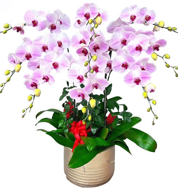 Sắc Hồng Thương Mến