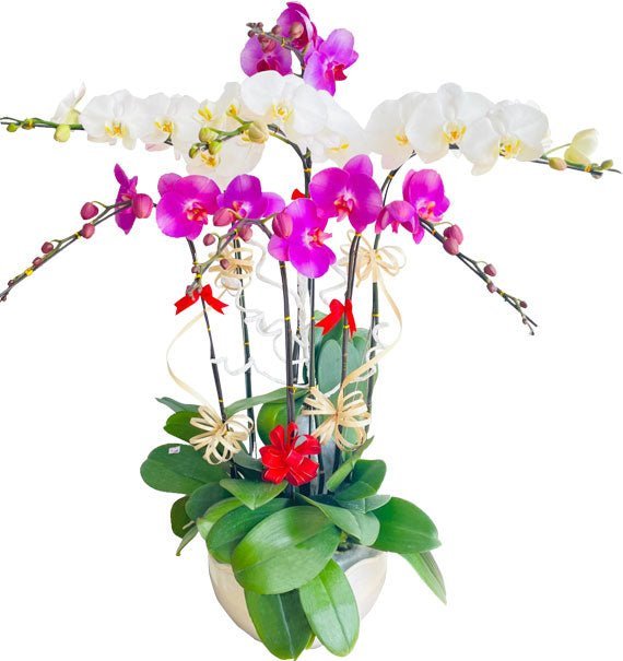 Sắc Màu Khởi Sắc