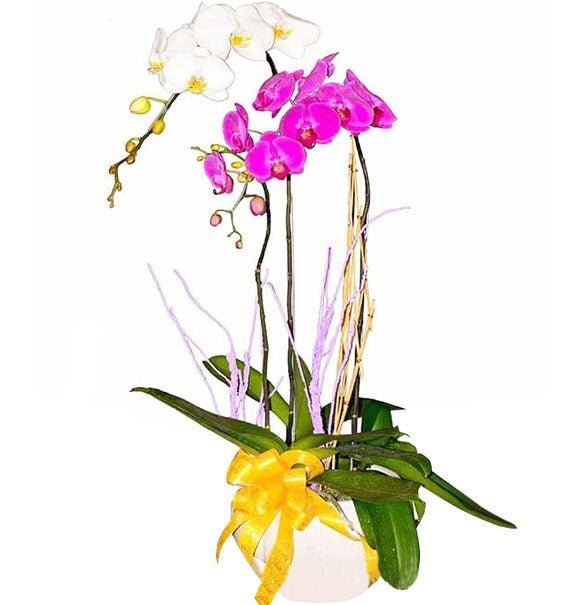 Sắc Ngọc Phú Qúy