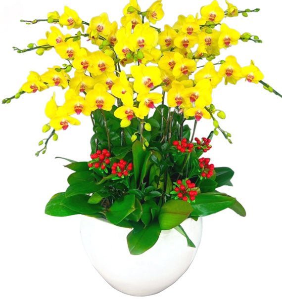 Sắc Xuân Rực Rỡ