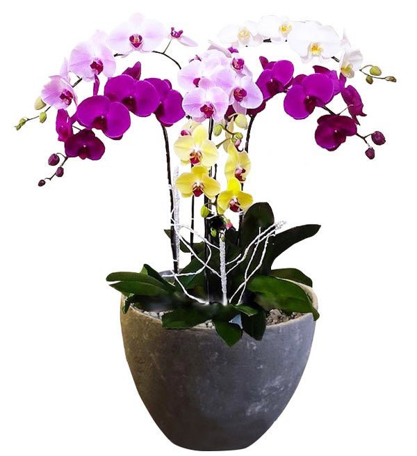 Sáu Hướng Cát Tường - Hoa Sài Gòn