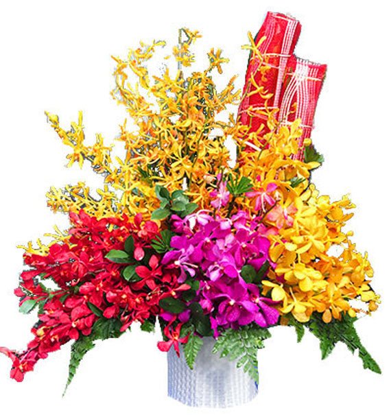 Shine & Rise - Hoa Sài Gòn