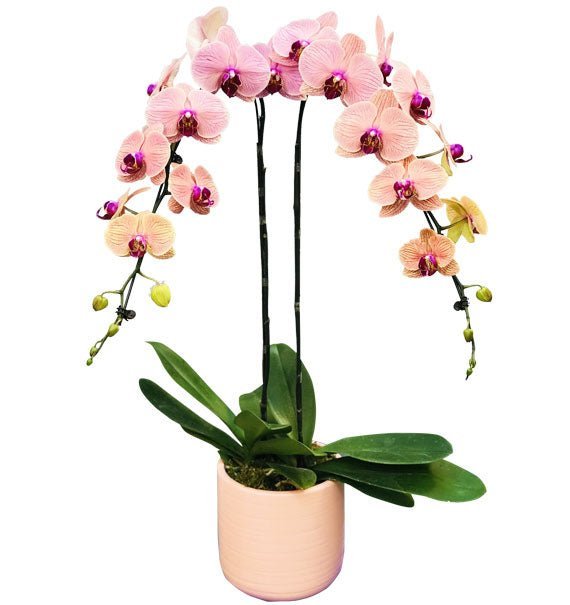 Song Hương Nhẹ Gió