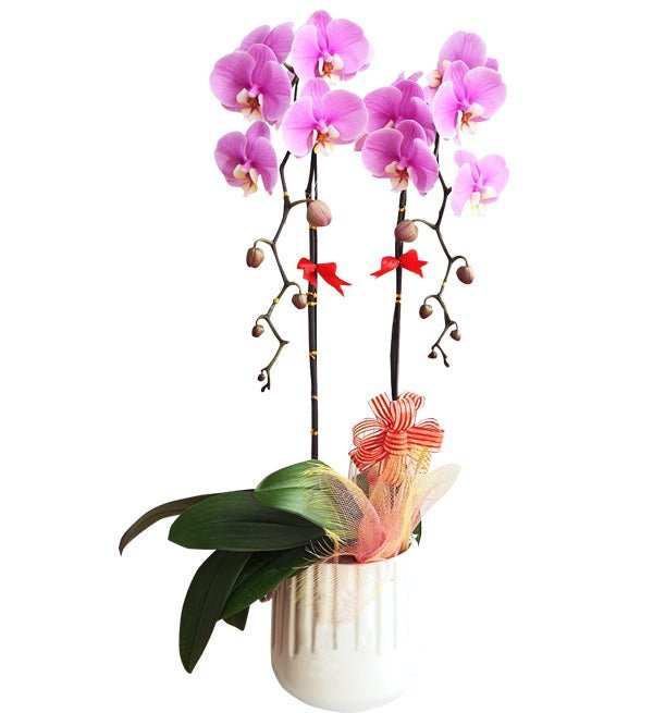 Song Lộc Vạn Phúc