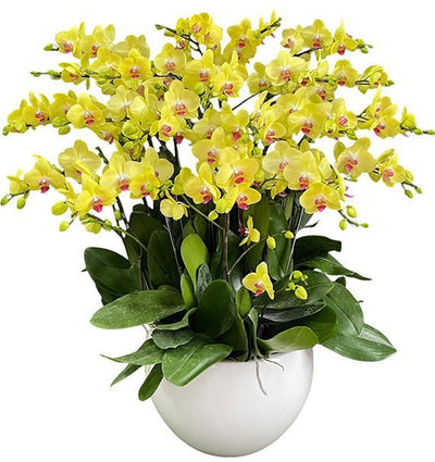 Song Thập Vượng Tài