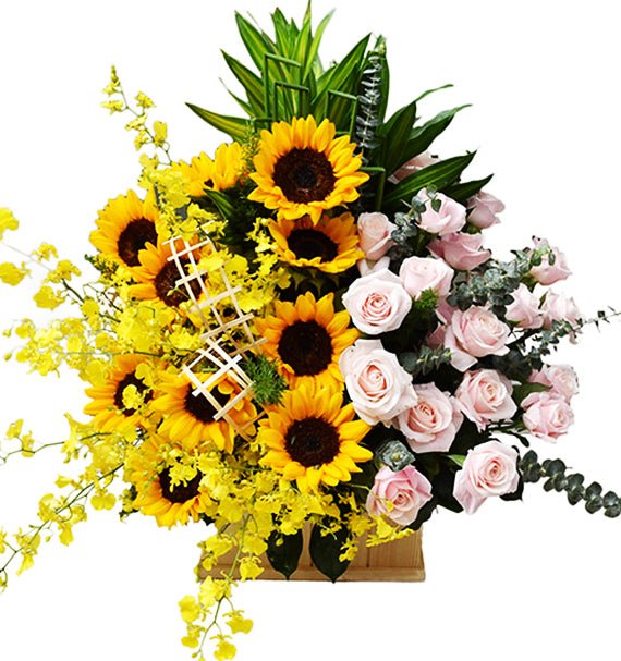 Sức Trẻ - Hoa Sài Gòn