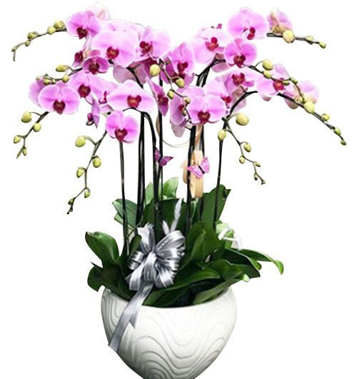 Sương Tím Ban Mai