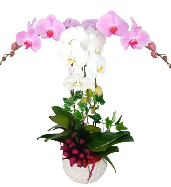 Tài Lộc Vượng Khai