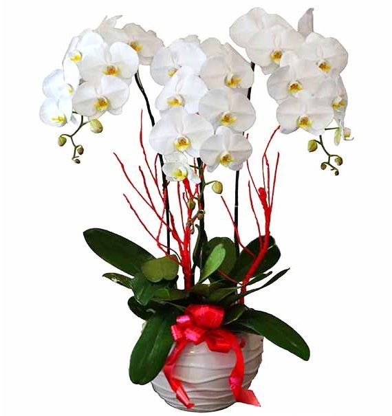 Tam Hoa Hạnh Phúc