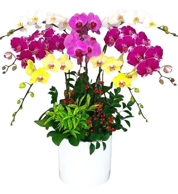 Tám Sắc Yêu Thương