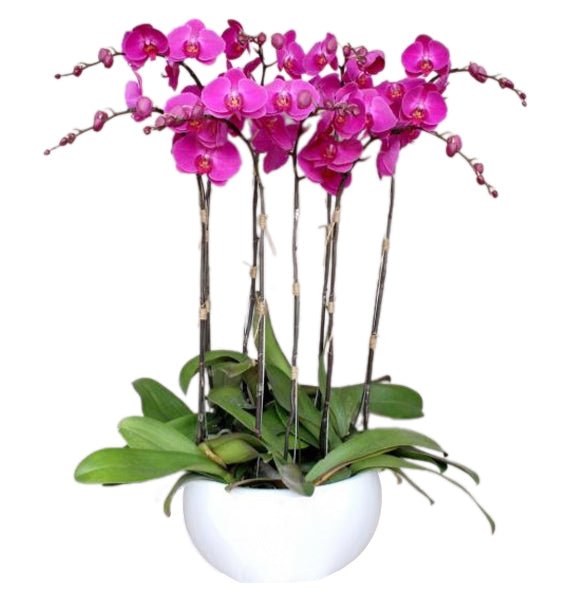 Thanh Sắc Khai Vận