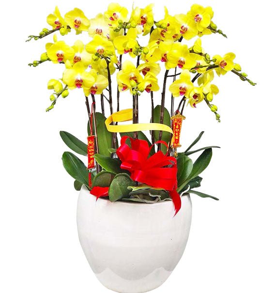 Thanh Sắc Như Mơ