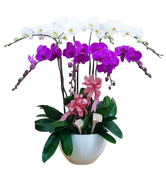 Thanh Sắc Vương Nữ