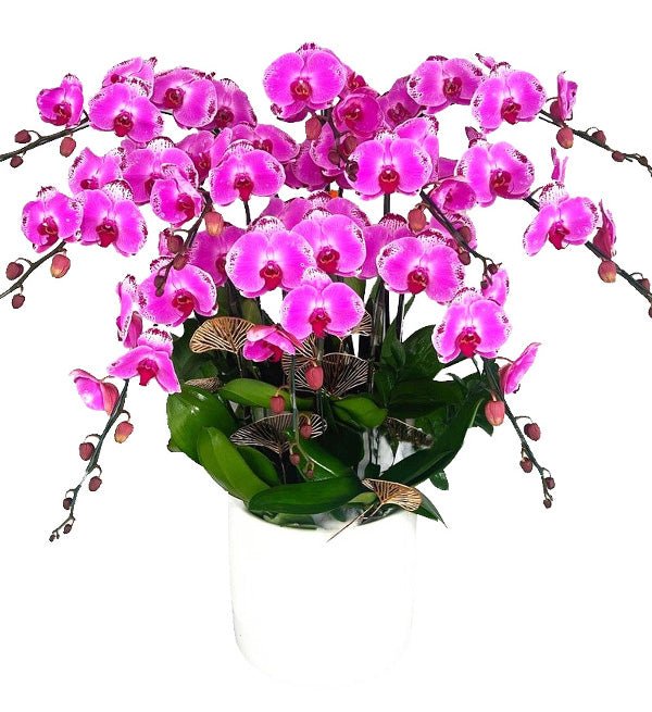 Thập Hoa Vượng Khí