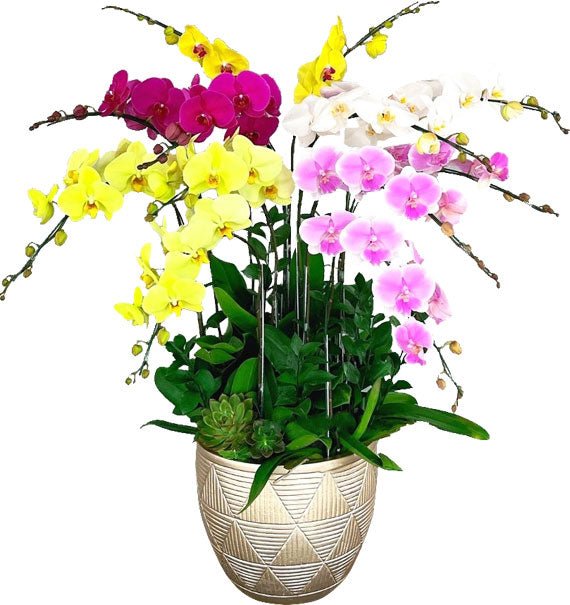 Thập Nhi Cát Tường