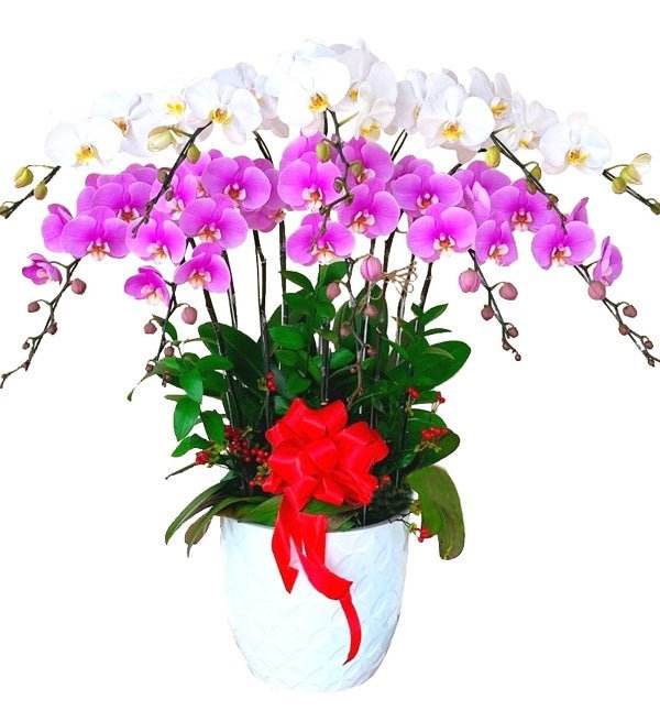 Thập Toàn Thập Mỹ