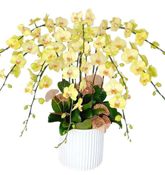 Thiên Hương Tuyệt Sắc