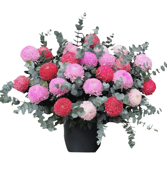 Thiết Kế Sắc Hoa