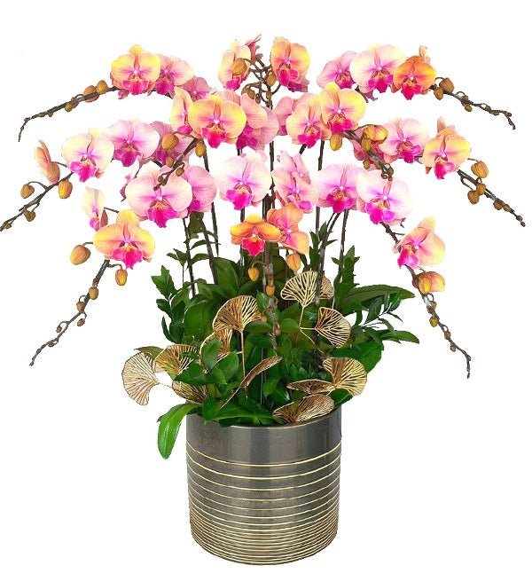 Thịnh Vượng Cam Vàng