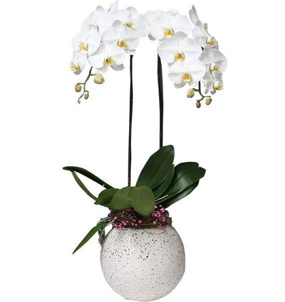 Thịnh Vượng Trọn Đời