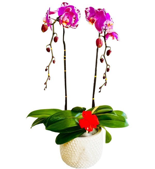 Thịnh Vượng Tử Hoa