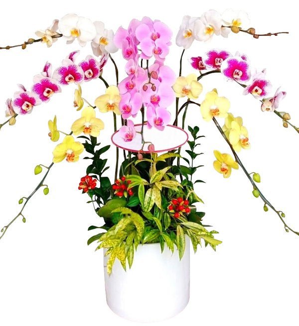 Thuận Buồm Phát Tài