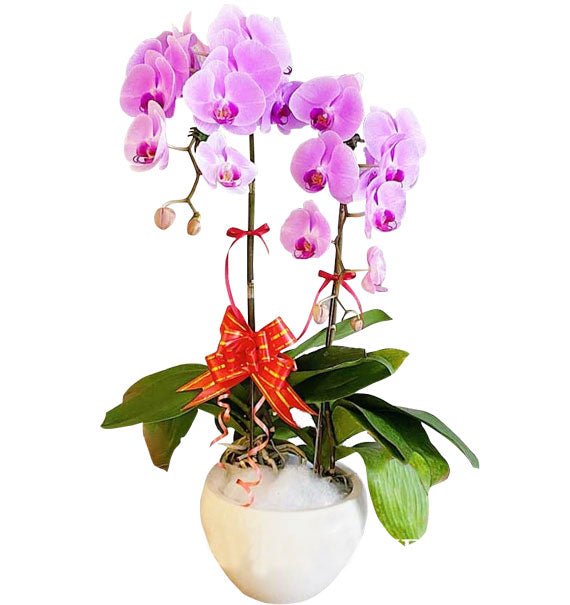 Tím Vượng Gia Đạo