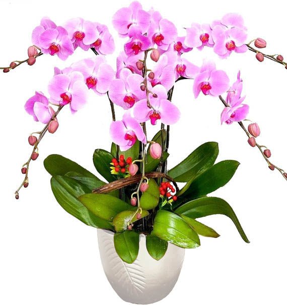 Tím Vương Tỏa Sắc