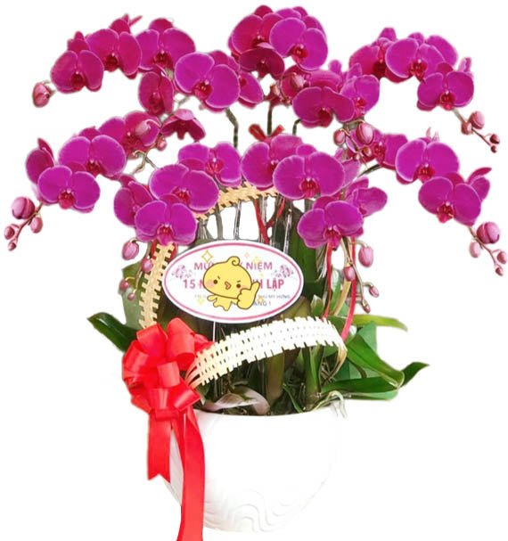 Tím Ý Tưởng - Hoa Sài Gòn