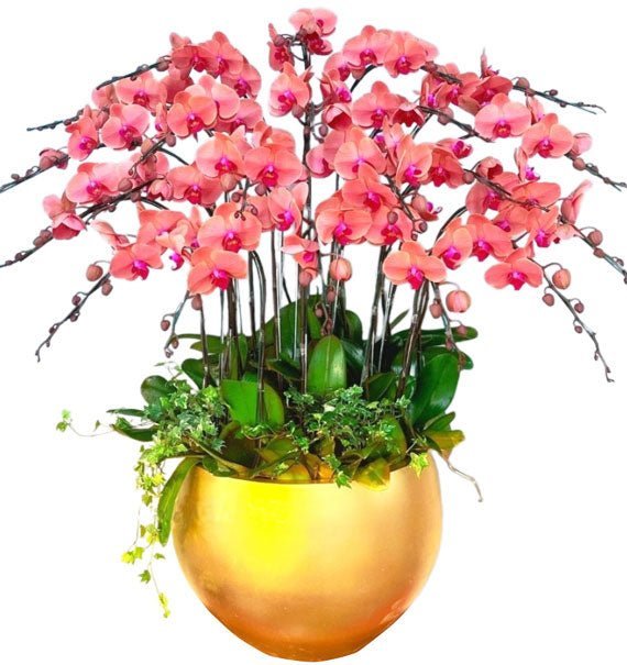 Tình Bạn Khai Hoa - Hoa Sài Gòn