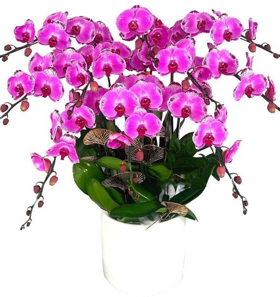 Tình Hồng Rạng Nắng