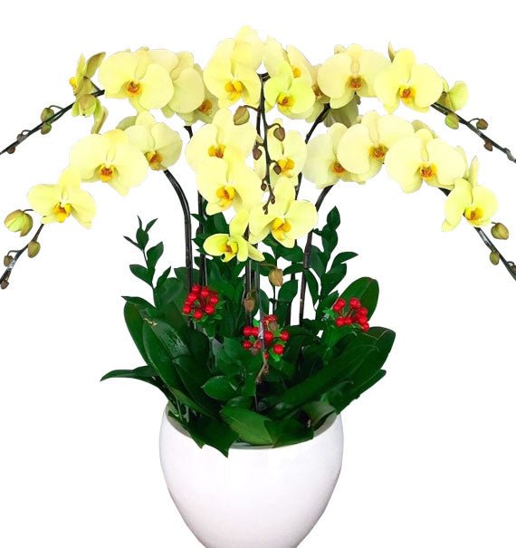 Tỏa Sắc Khai Xuân