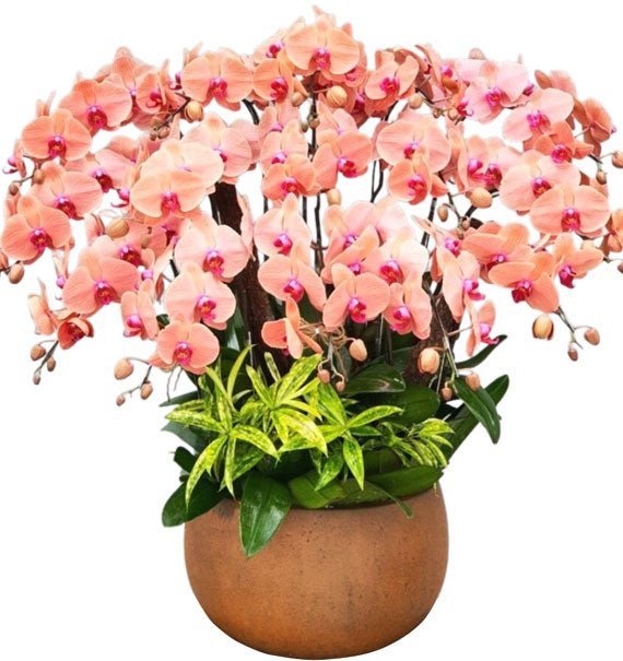 Tỏa Sáng Khai Trương