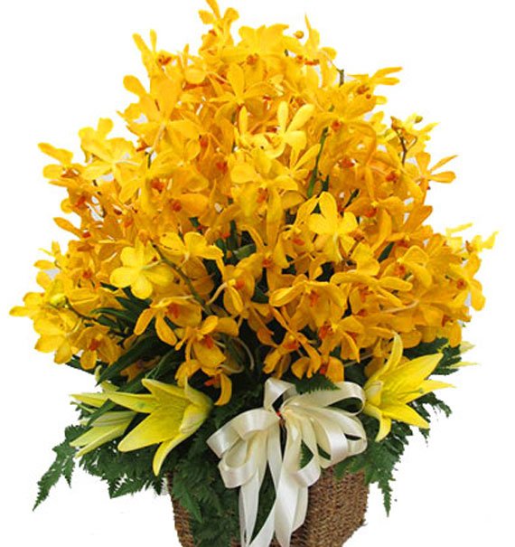 Tỏa Sáng Ngày Đầu Tiên - Hoa Sài Gòn