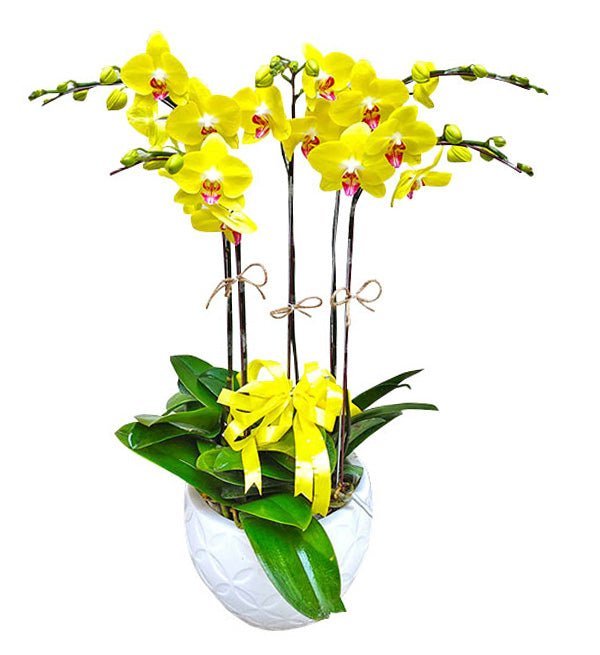 Tỏa Sáng Vàng Son