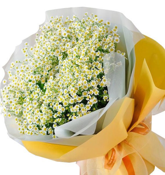 Trắng Tinh Khởi Sắc